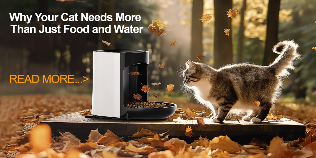 Why Your Cat Needs More Than Just Food and Water