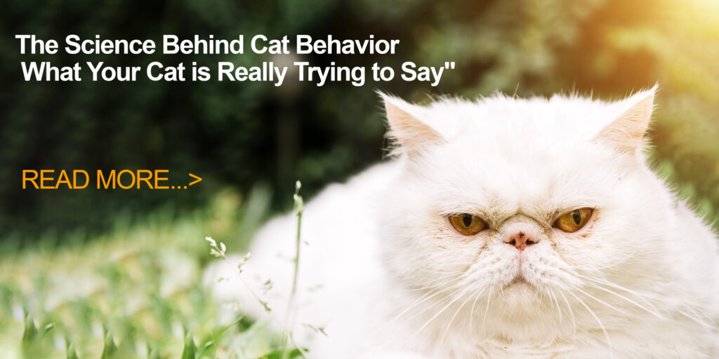 What Your Cat is Really Trying to Say