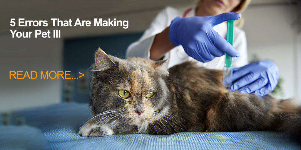 5 Errors That Are Making Your Pet Ill