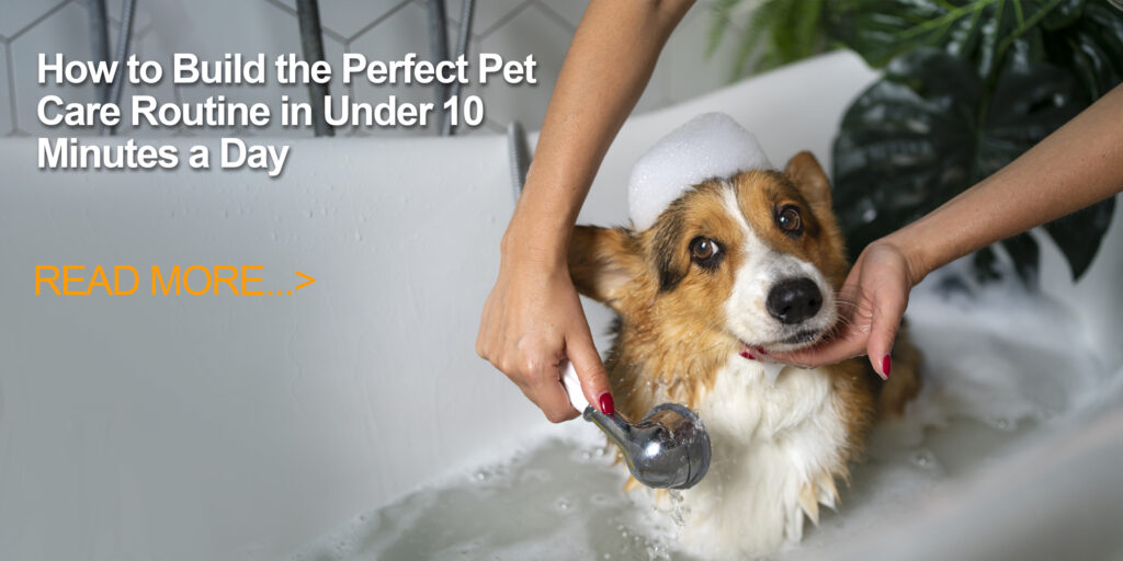 the Perfect Pet Care Routine in Under 10 Minutes a Day
