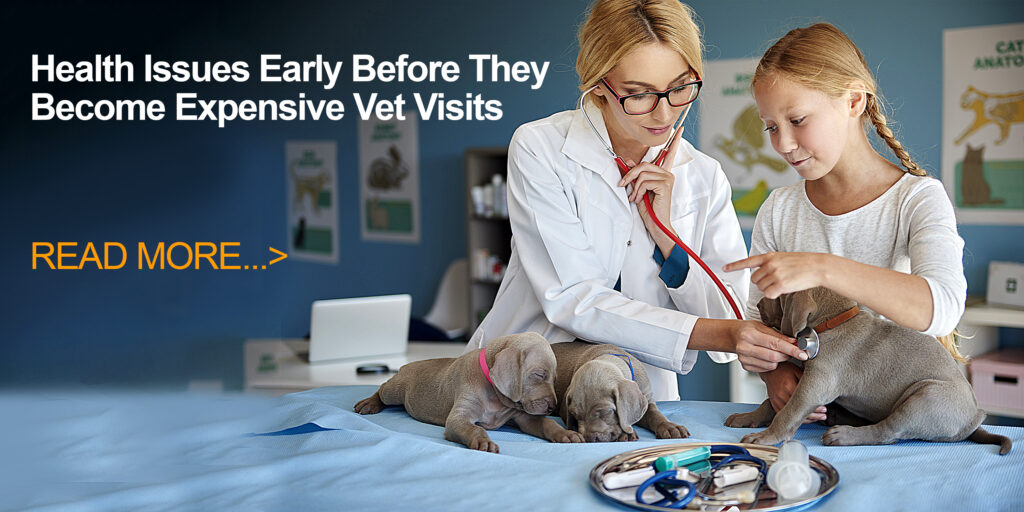 How to Spot Health Issues Early Before They Become Expensive Vet Visits